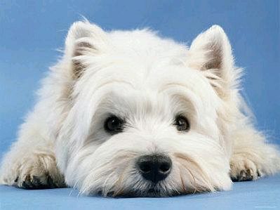PIPI PET bandeja sanitario orinal de csped sinttico para perros